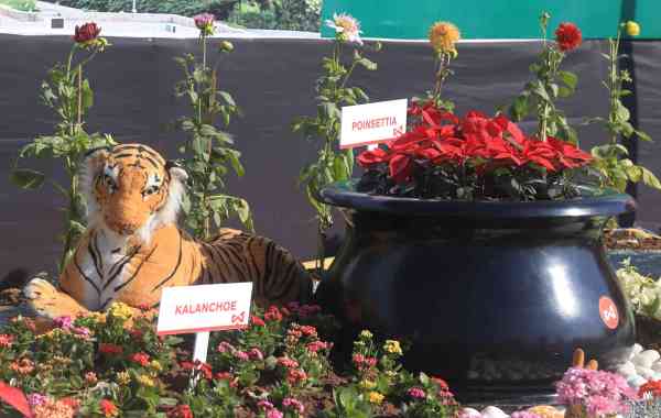 FLOWER SHOW IN UDAIPUR 2017