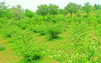 oil,land of Thar,Greenery on ground