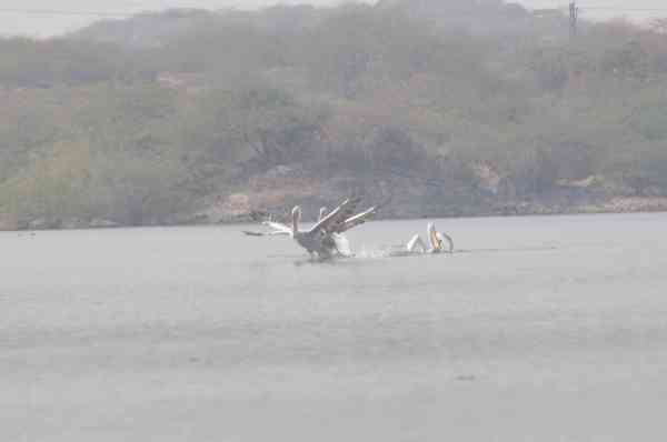 migratory birds reached Jodhpur