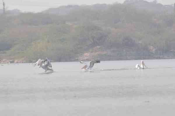 migratory birds reached Jodhpur