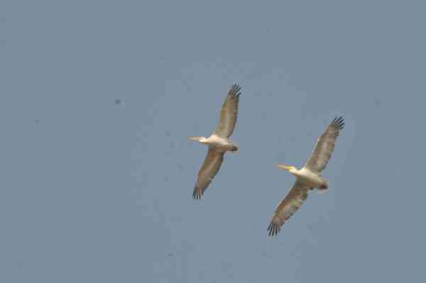 migratory birds reached Jodhpur