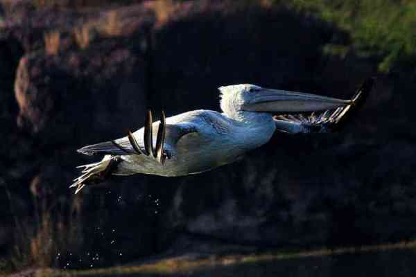 migratory birds reached Jodhpur
