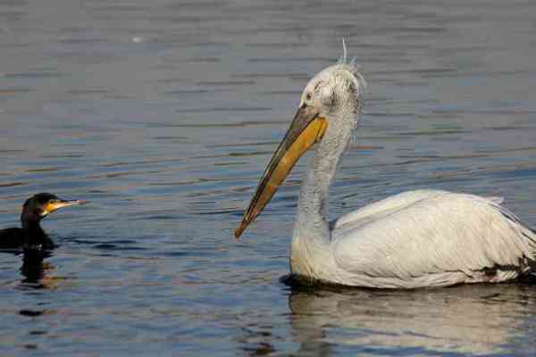migratory birds reached Jodhpur