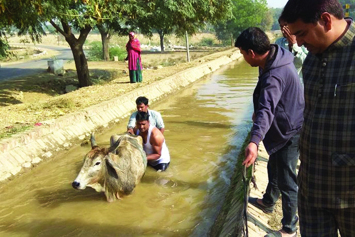 save animal save cow