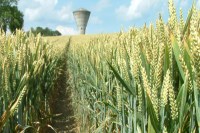 scientists of Jodhpur found new bacteria for nitrogen fixation