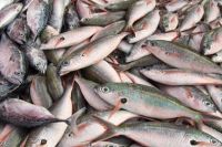 police arrest people who are involving in fish smuggling