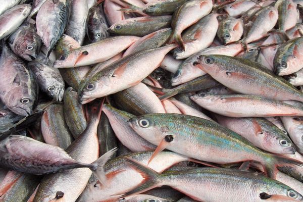 police arrest people who are involving in fish smuggling