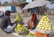 guava