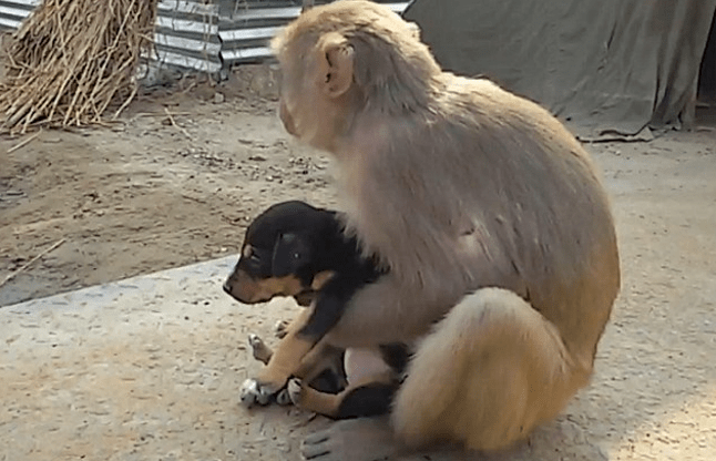monkey with dog