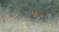 Government not to accept NTCA recommendation in Panna National Park