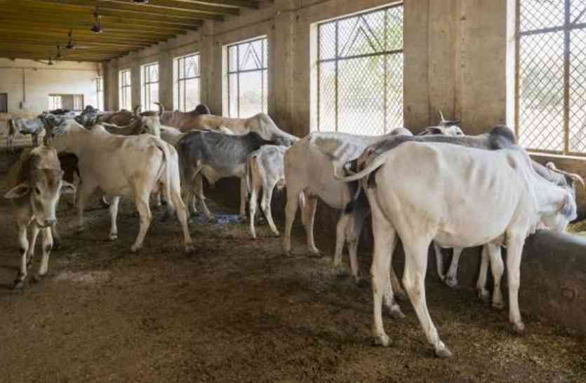 cow smugglers inject on neck of cows