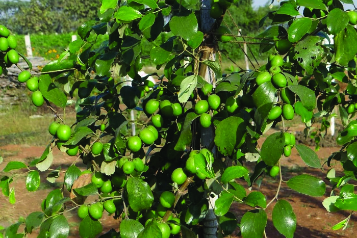 farmer create new things on border