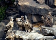 Migratory birds coming to Panna Tiger Reserve