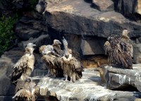 Migratory birds coming to Panna Tiger Reserve