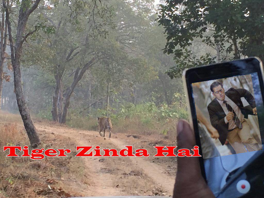 salman khan Tiger Zinda Hai box office collection worldwide