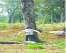 Maoist,Jharkhand,bomb