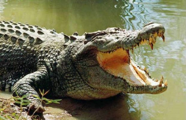 crocodile-in-the-kolar-area-of-bhopal-panic-among-people
