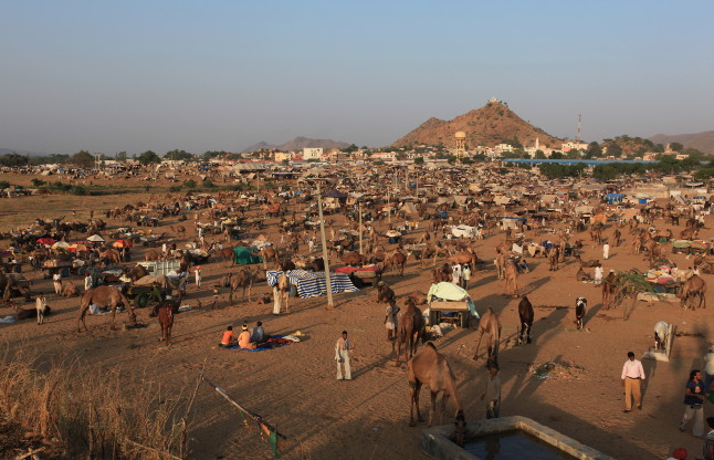 pushkar fair