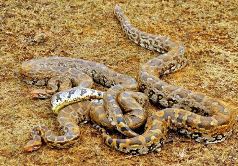 Here is the town of python seeing you