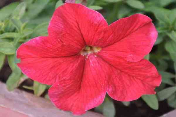 flowers in nurseries of jodhpur