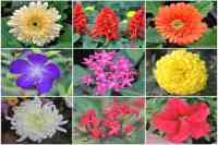 flowers in nurseries of jodhpur