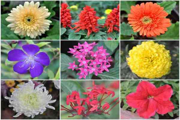 flowers in nurseries of jodhpur