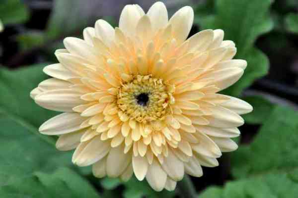 flowers in nurseries of jodhpur