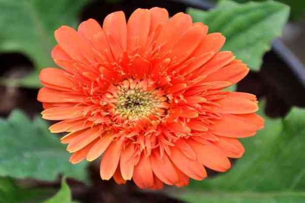 flowers in nurseries of jodhpur