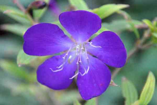 flowers in nurseries of jodhpur
