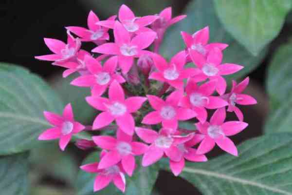 flowers in nurseries of jodhpur