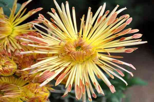 flowers in nurseries of jodhpur
