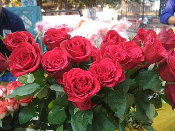 मानव श्रृंखला बनाकर इस तरह हुआ नव वर्ष का स्वागत