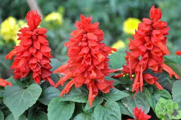 flowers in nurseries of jodhpur
