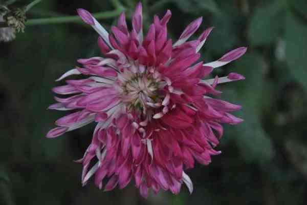 flowers in nurseries of jodhpur