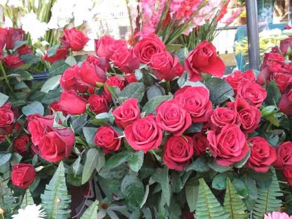 मानव श्रृंखला बनाकर इस तरह हुआ नव वर्ष का स्वागत