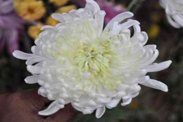 flowers in nurseries of jodhpur