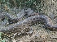 python