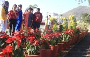 flower show