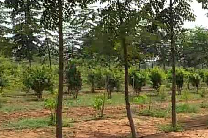 Sandalwood Cultivation in Rajasthan