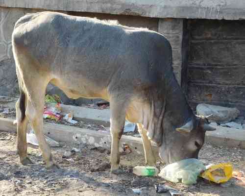 sirohi nagar prishad