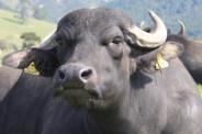 Cattle death
