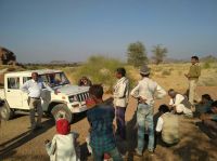 गाय का किया शिकार