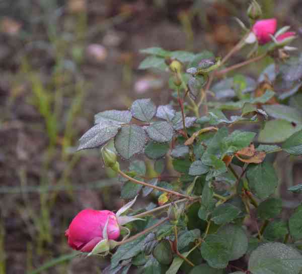 PICS: water drops rose images in winter weather udaipur