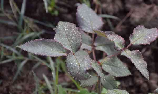 PICS: water drops rose images in winter weather udaipur
