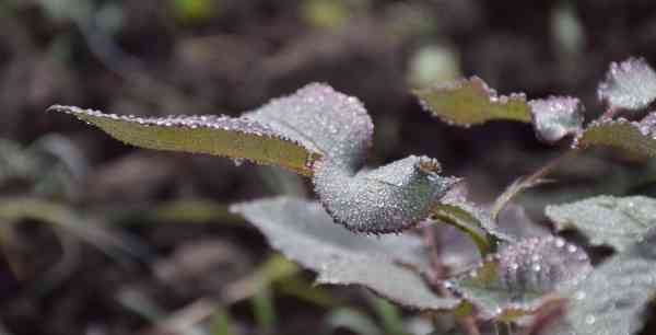 PICS: water drops rose images in winter weather udaipur