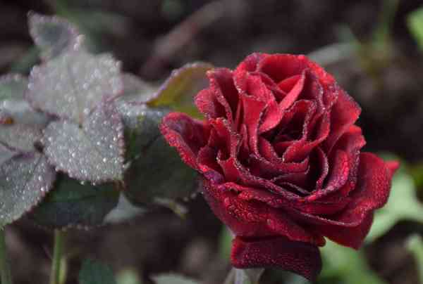 PICS: water drops rose images in winter weather udaipur