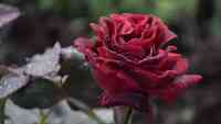 PICS: water drops rose images in winter weather udaipur