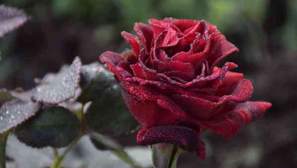 PICS: water drops rose images in winter weather udaipur