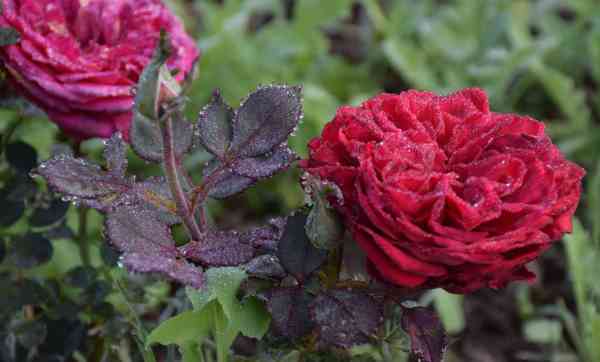 PICS: water drops rose images in winter weather udaipur