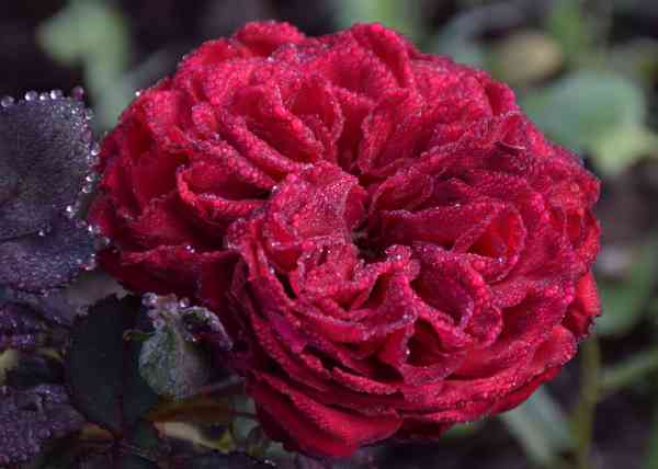 PICS: water drops rose images in winter weather udaipur